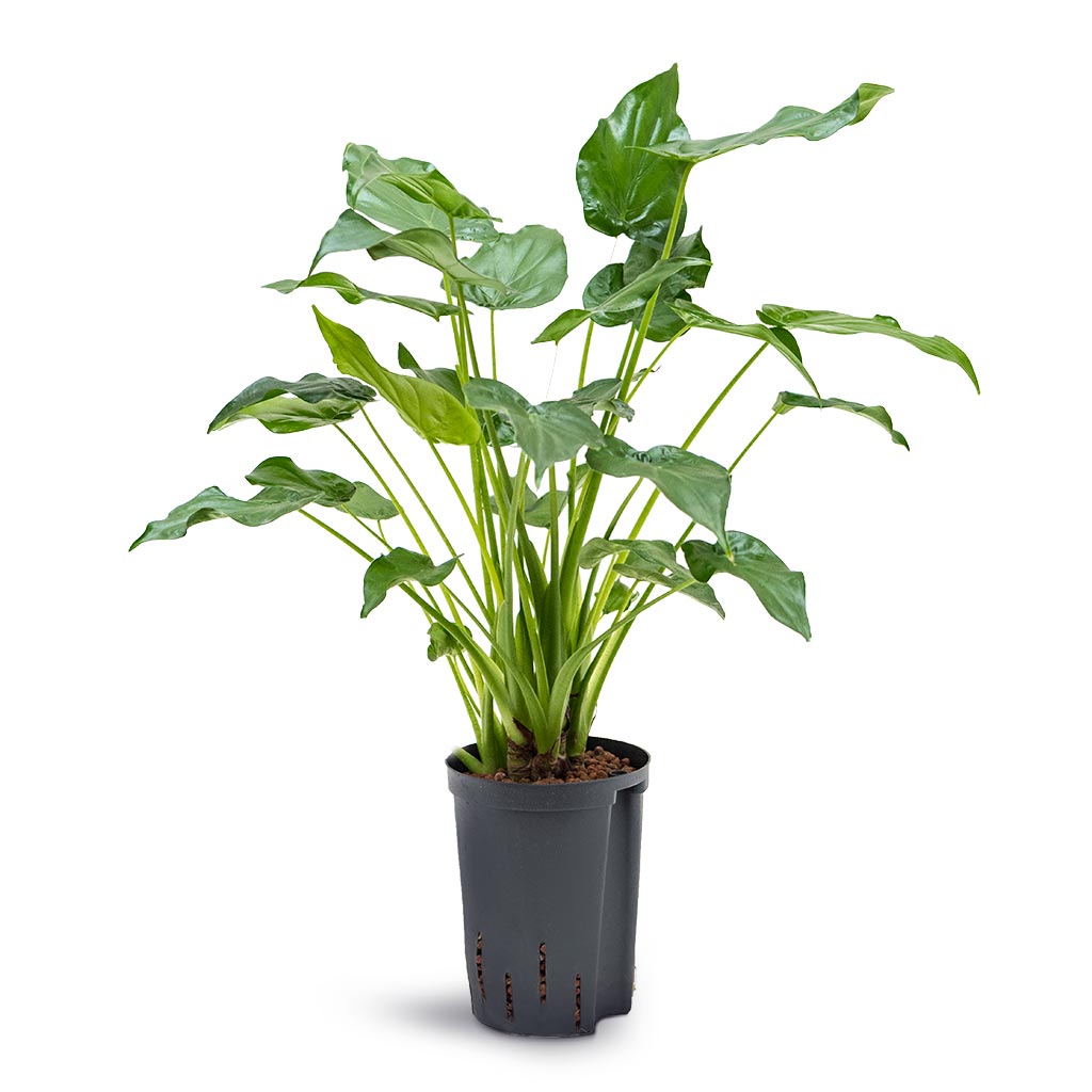 Alocasia cucullata - Hooded Dwarf Elephant Ear - Hydroculture - 15/19 x 55cm