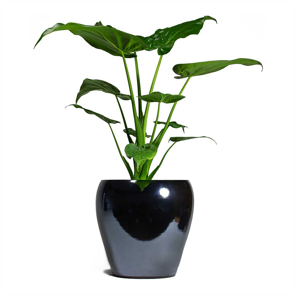 Alocasia cucullata Hooded Dwarf Elephant Ear Houseplant & Amora Plant Pot - Anthracite Mirror