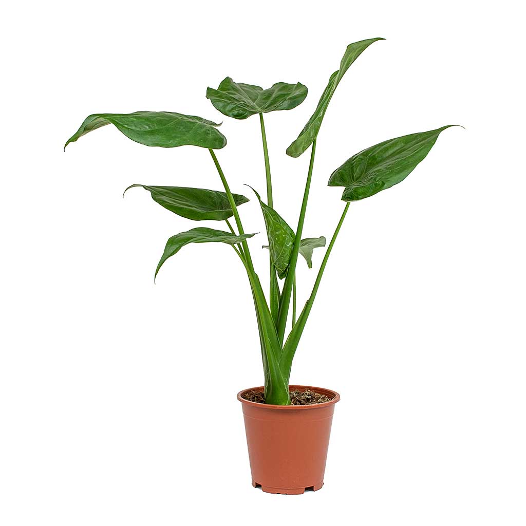 Alocasia cucullata - Buddha's Hand
