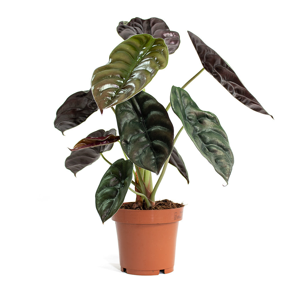 Alocasia cuprea Red Secret Elephant Ear