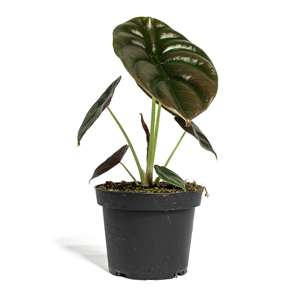 Alocasia cuprea Red Secret Elephant Ear Winter
