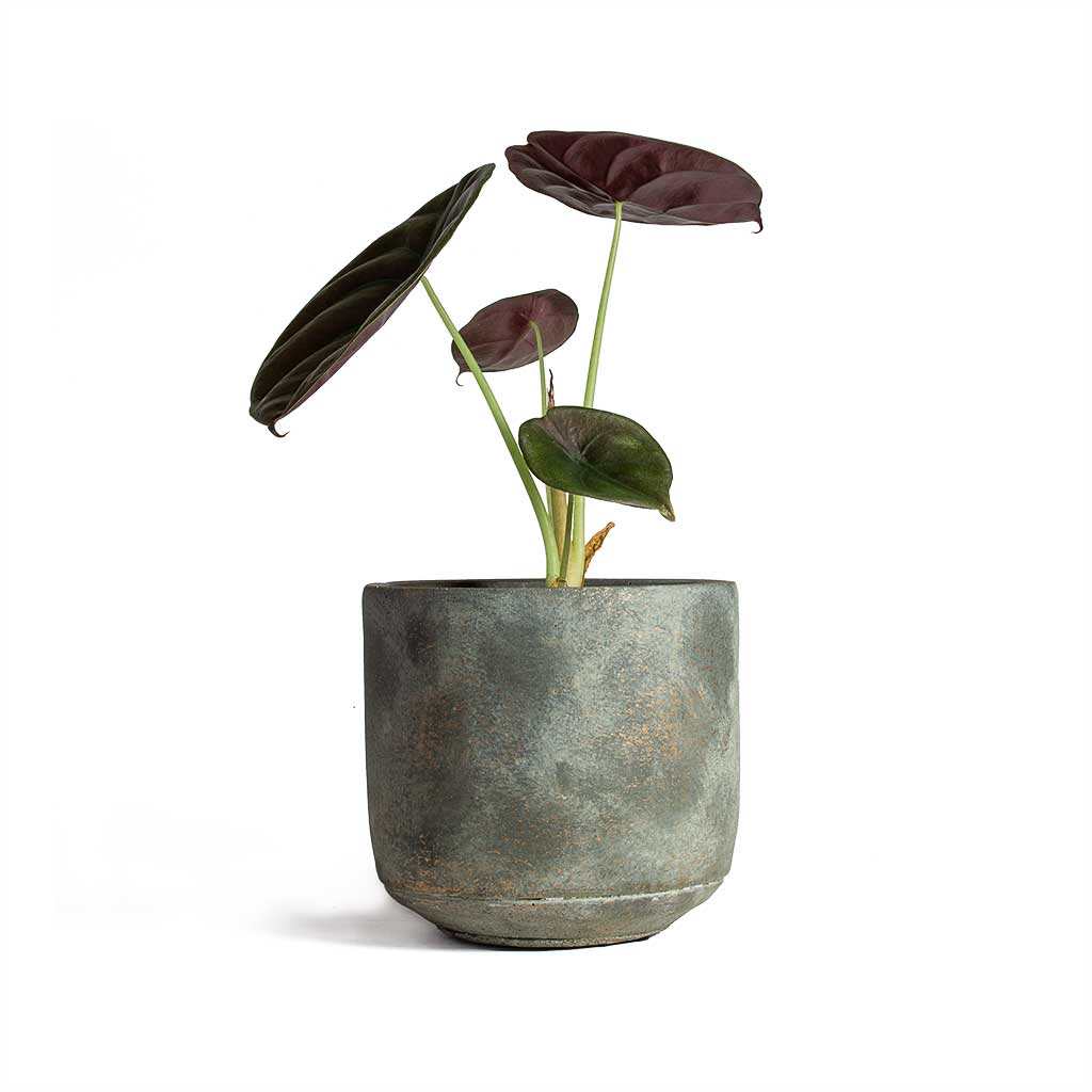 Alocasia cuprea Red Secret Elephant Ear & Saar Plant Pot Earth Cement