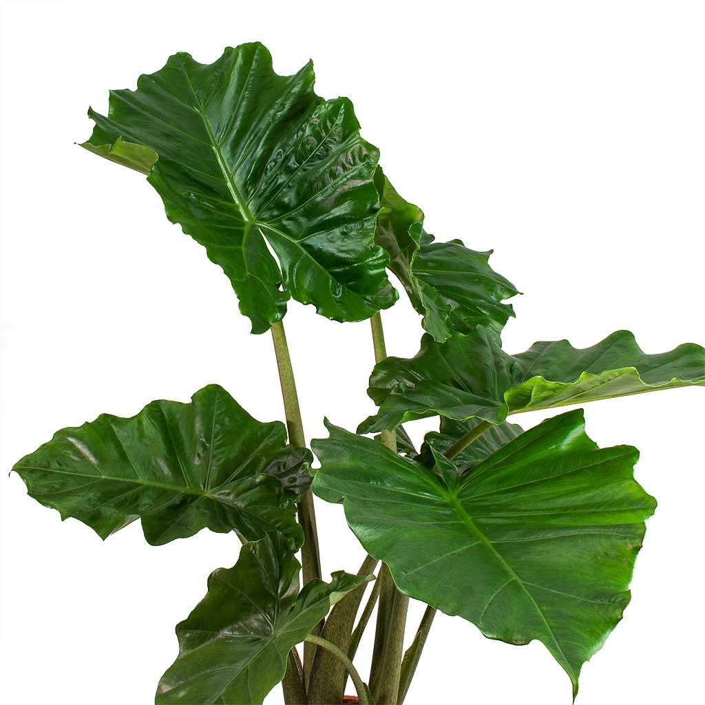 Alocasia portodora Houseplant Leaves