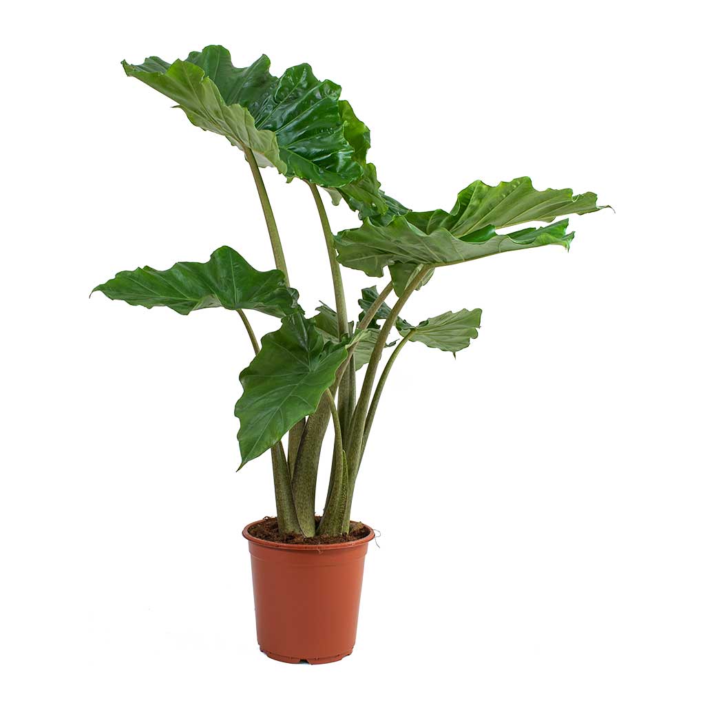 Alocasia portodora Tropical Houseplant