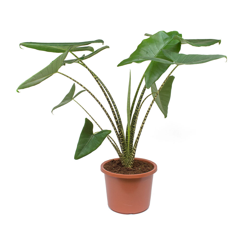 Alocasia zebrina Tiger - Elephant Ear 100cm