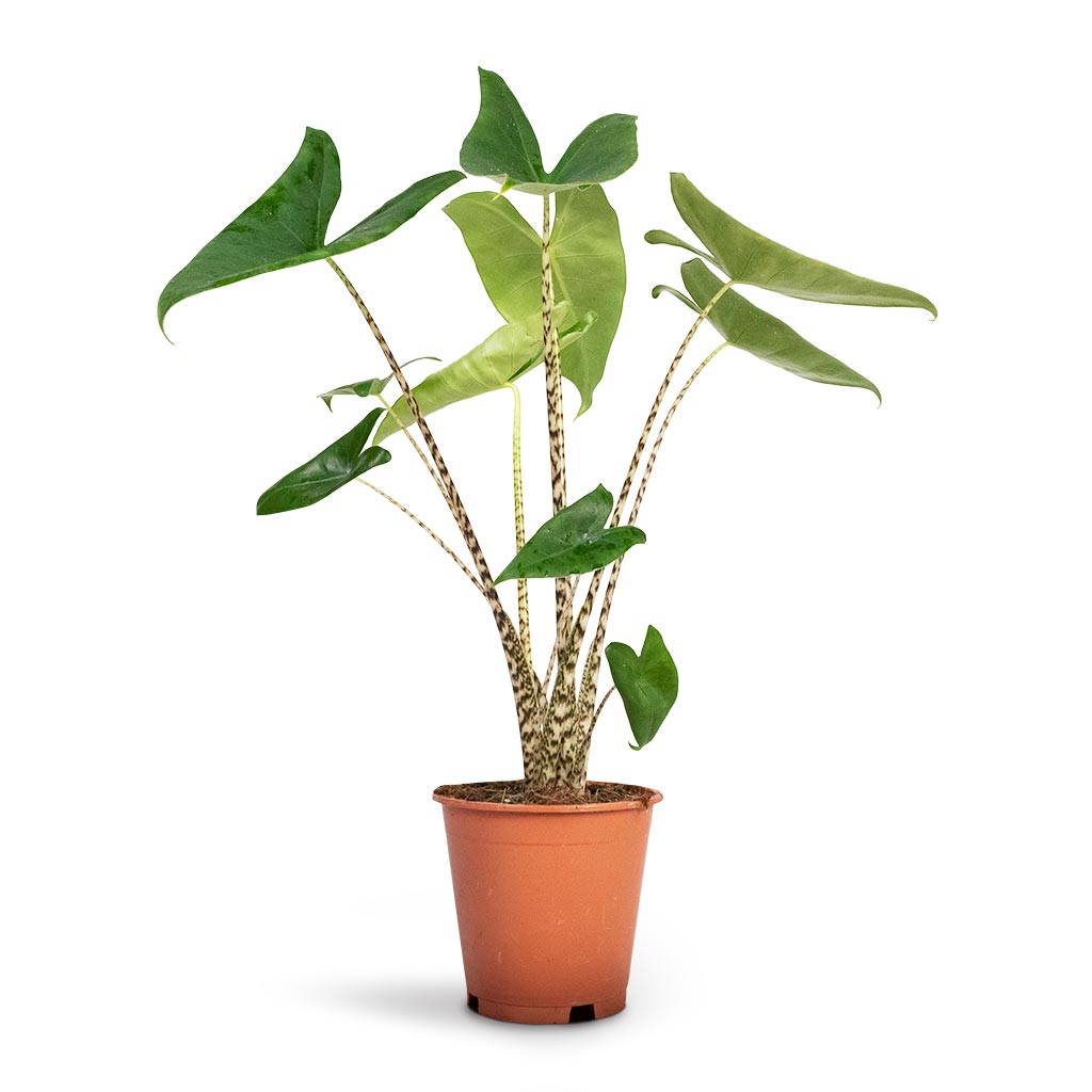 Alocasia zebrina Tiger - Elephant Ear Large