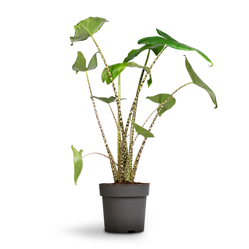 Alocasia zebrina Tiger - Elephant Ear Larger