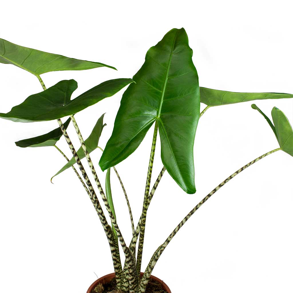 Alocasia zebrina Tiger - Elephant Ear Leaves & Stems