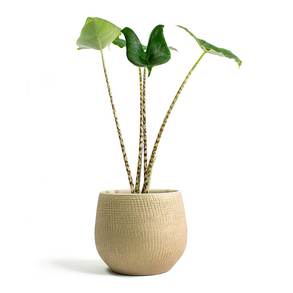 Alocasia zebrina Tiger Elephant Ear with Ryan Plant Pot Sand Gold
