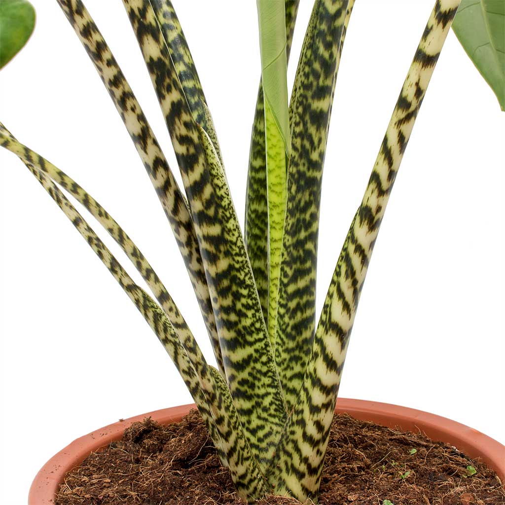 Alocasia zebrina Tiger - Elephant Ear Stems 100cm