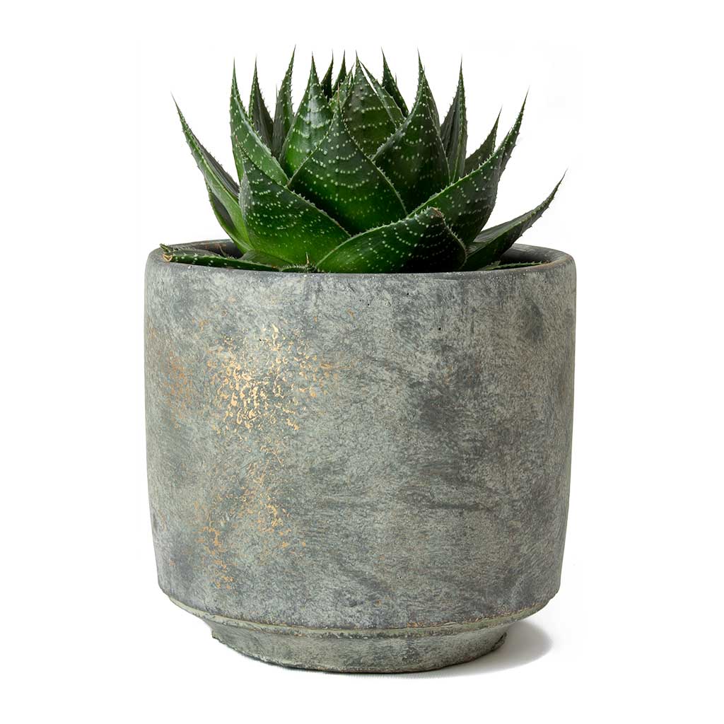 Aloe aristata Cosmo & Saar Earth Plant Pot