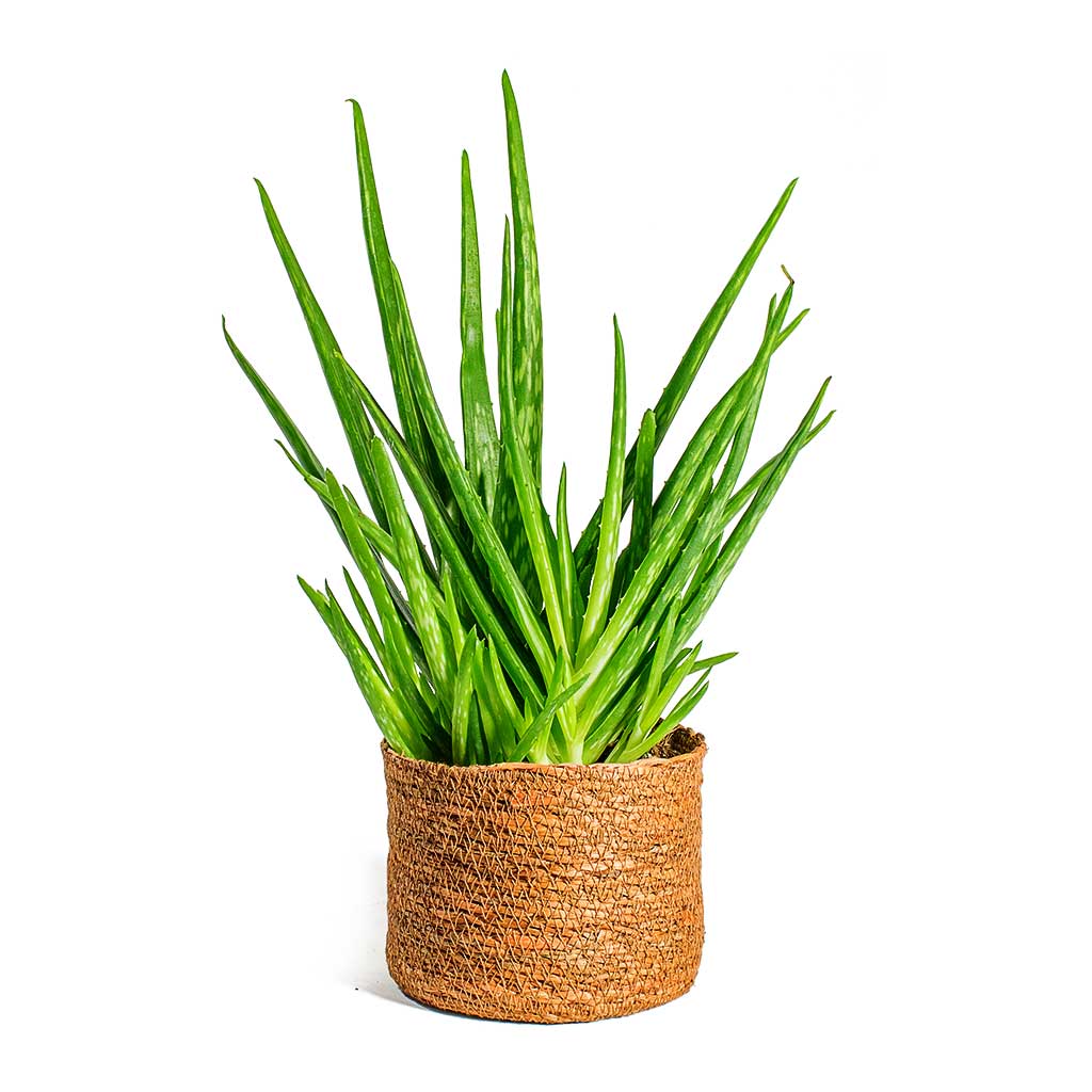 Aloe vera Clumb & Stef Plant Baskets Set of 5 Camel
