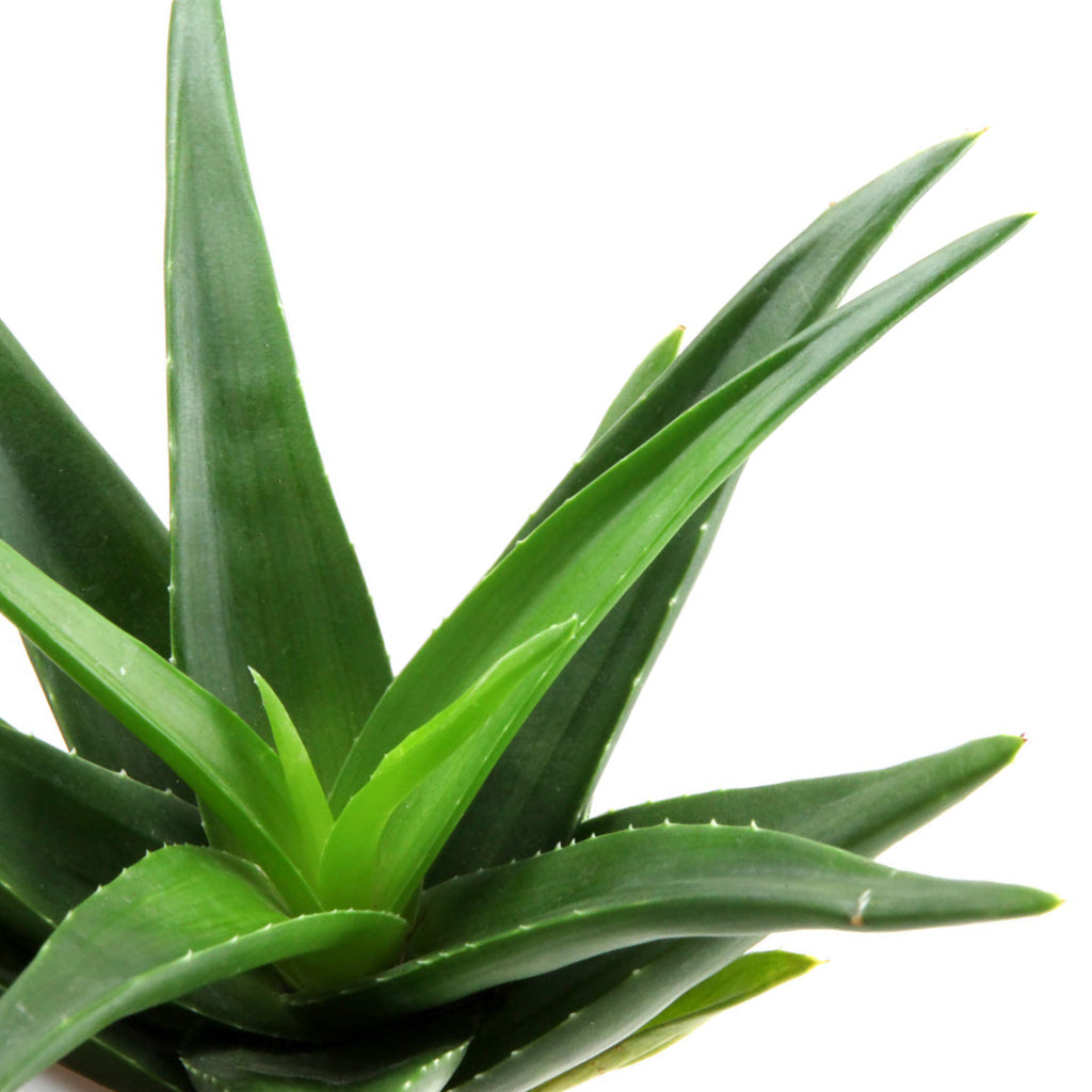 Aloe vera Close Up New Growth