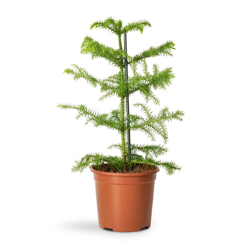 Araucaria heterophylla - Norfolk Island Pine