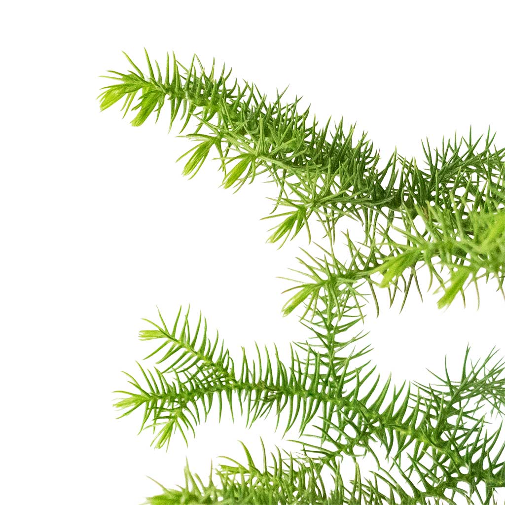 Araucaria heterophylla - Norfolk Island Pine & Saar Plant Pot - Earth Cement
