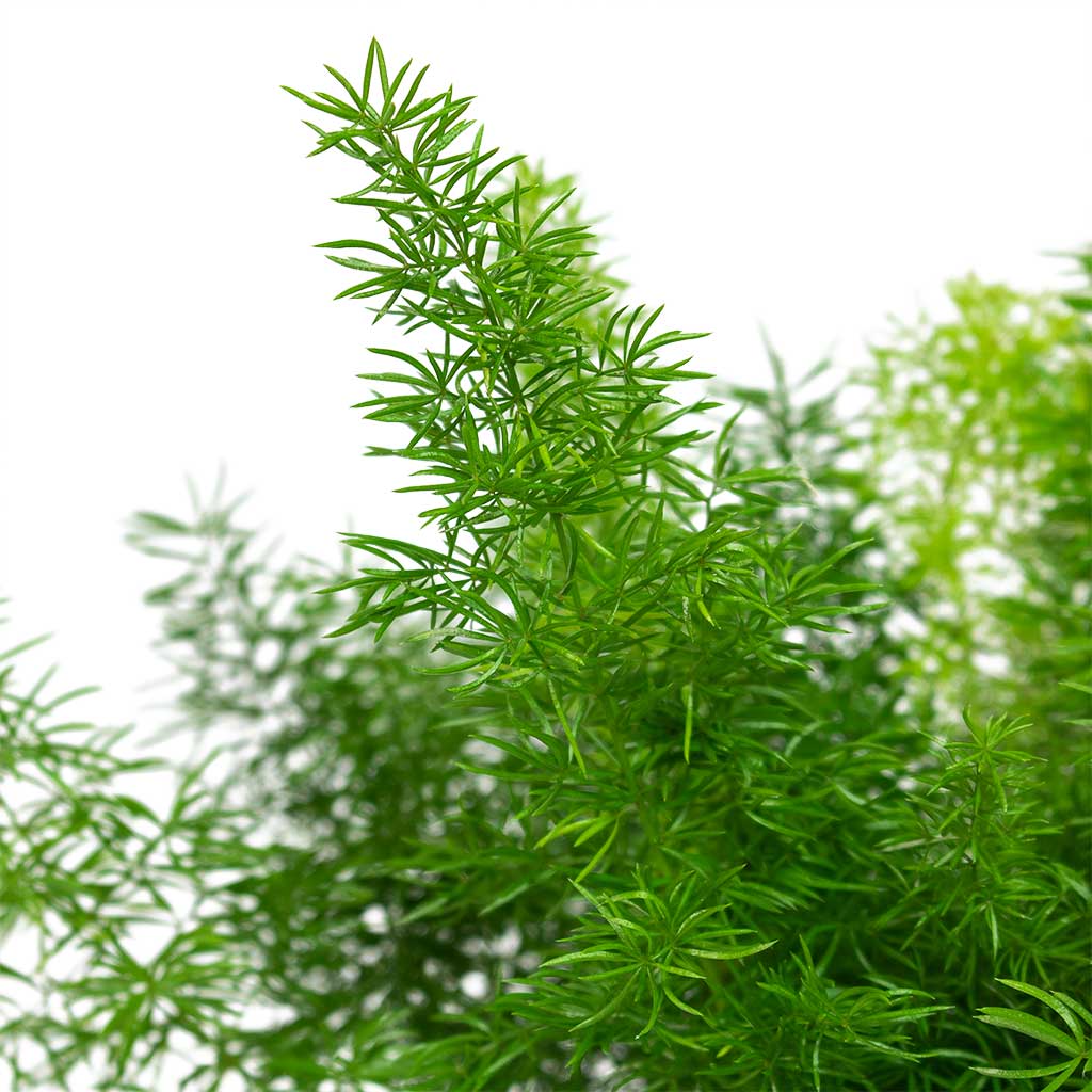 Asparagus Myersii Foxtail Fern 17x60cm House Plant In Manuel Pot Shiny Thyme 22x18cm