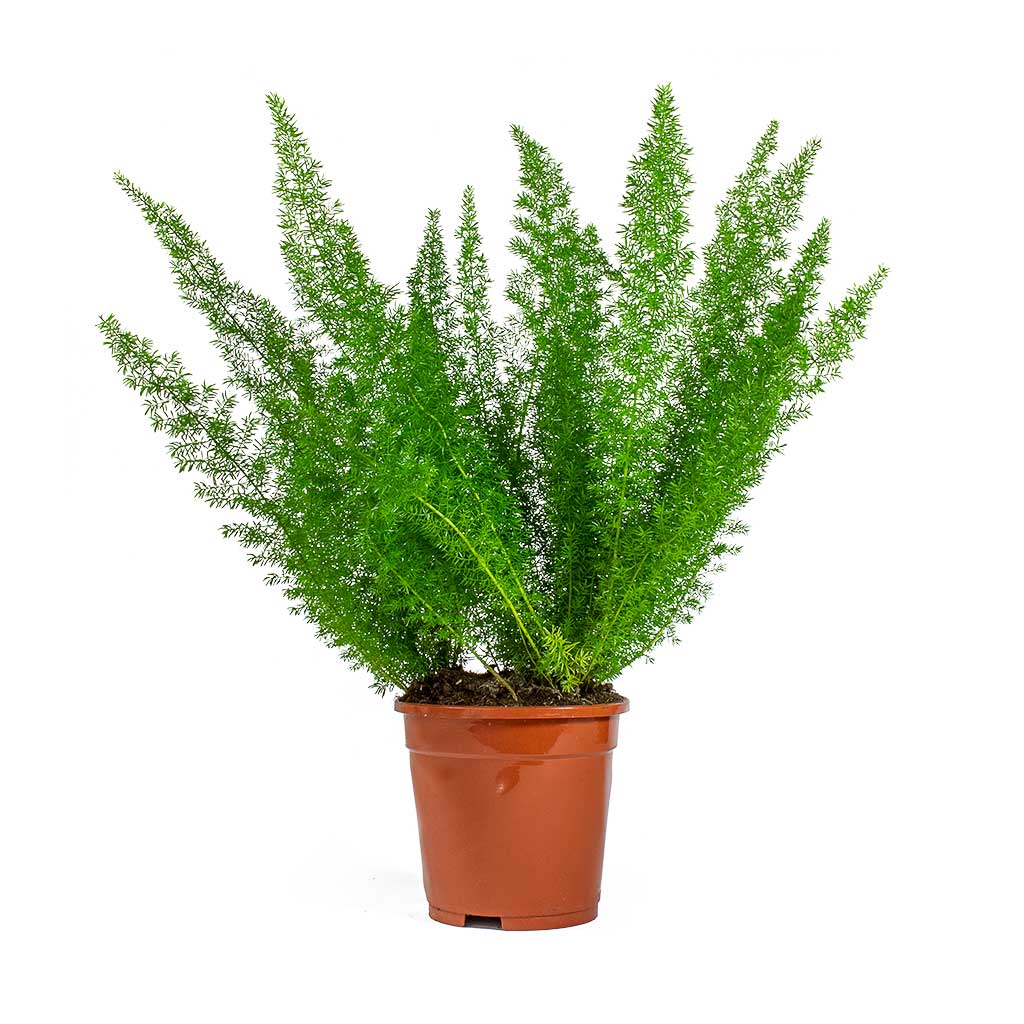 Asparagus densiflorus Myersii - Foxtail Fern