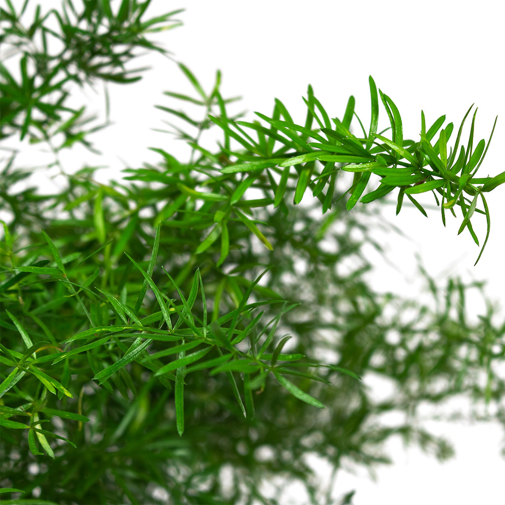 Asparagus densiflorus Sprengeri - Emerald Feather Fern & Lisbon Plant Pot - Sage