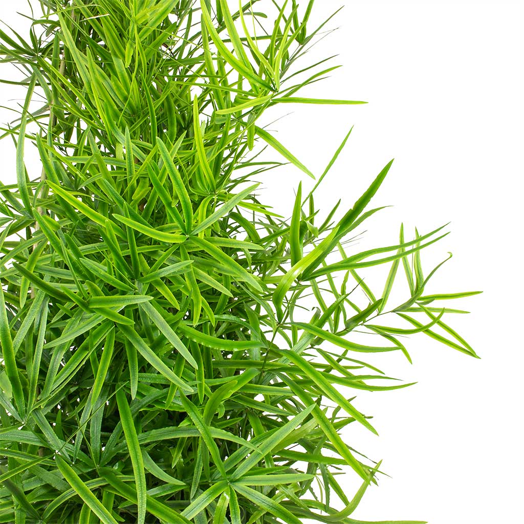 Asparagus falcatus Sicklethorn - 12x40cm & Flor Plant Pot Orange - 14x12cm