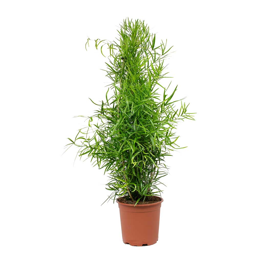 Asparagus falcatus - Sicklethorn