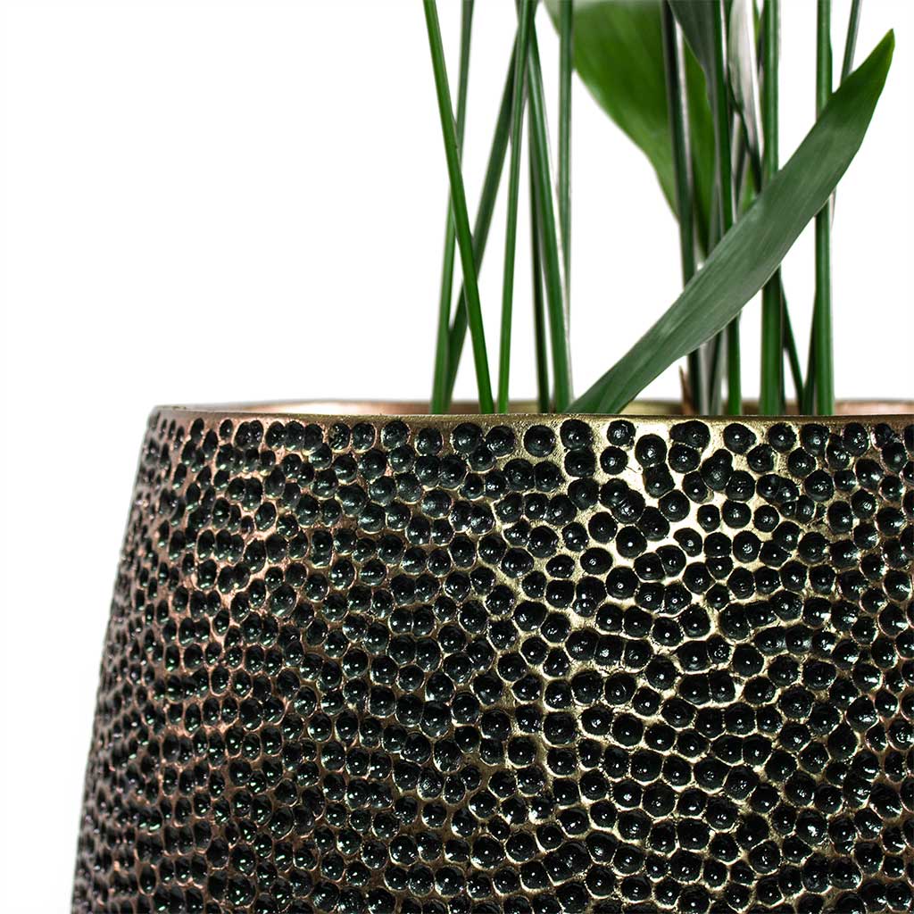 Aspidistra Cast Iron Plant with Opus Hit Darcy Planter Gold Close-Up