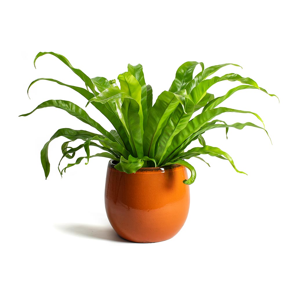 Asplenium Hurricane Twisted Birds Nest Fern & Charlotte Orange Plant Pot
