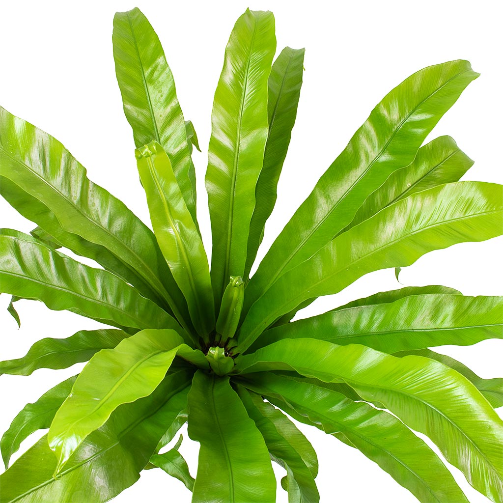 Asplenium Hurricane Twisted Birds Nest Fern Large Leaves