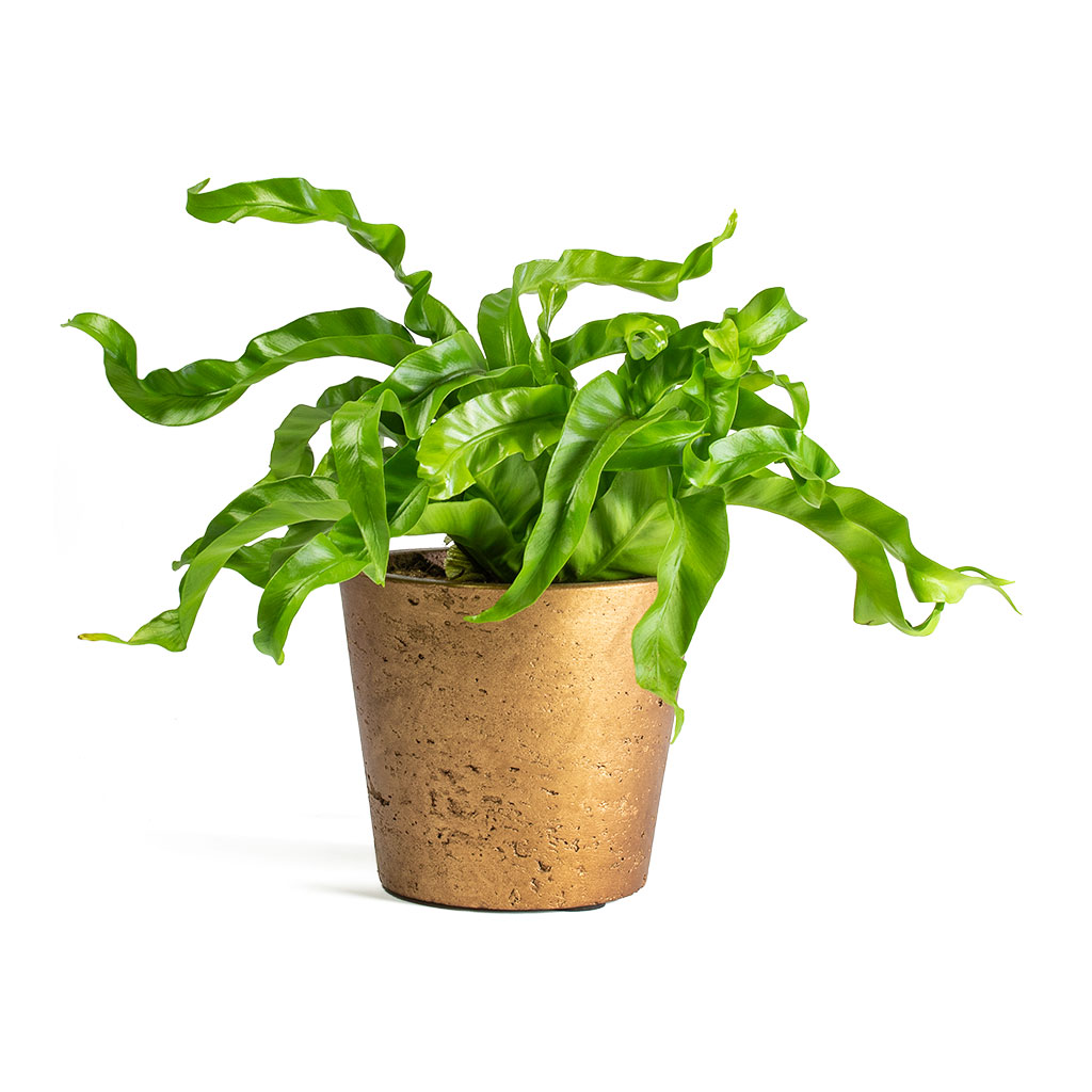 Asplenium Hurricane Twisted Birds Nest Fern & Mini-Bucket Plant Pot - Metallic Copper