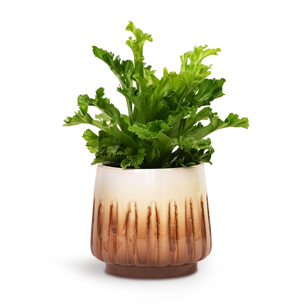 Asplenium Leslie - Crested Bird's Nest Fern Houseplant and Alice Plant Pot in Caramel