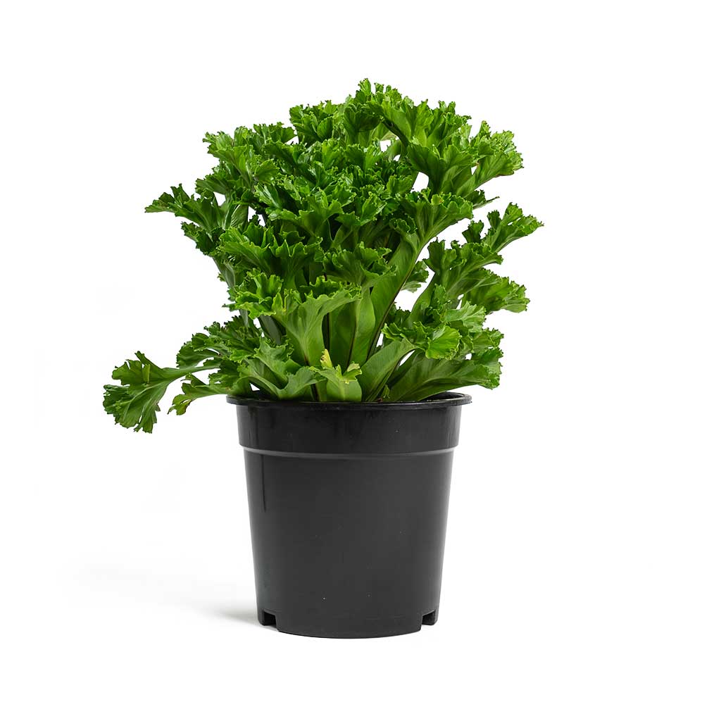 Asplenium Leslie Crested Birds Nest Fern - Large
