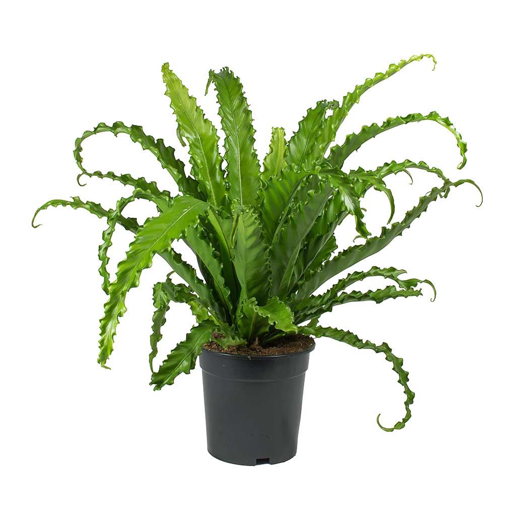 Asplenium Osaka - Japanese Bird's Nest Fern