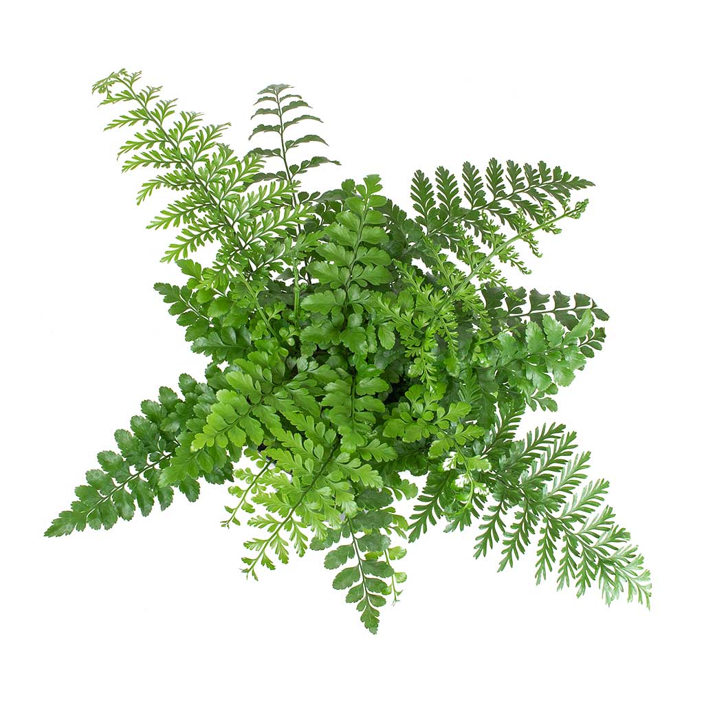 Asplenium Parvati - Mother Fern Leaves