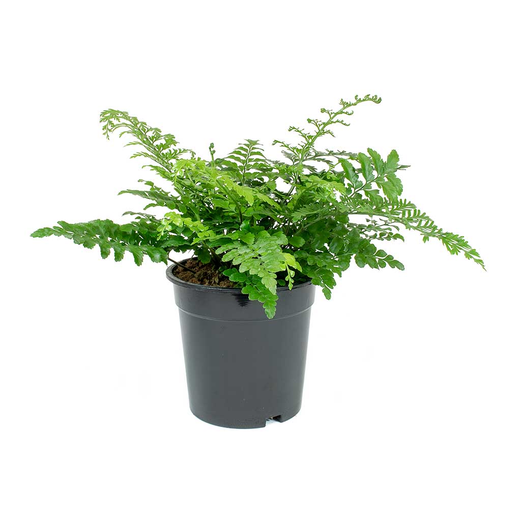 Asplenium Parvati - Mother Fern