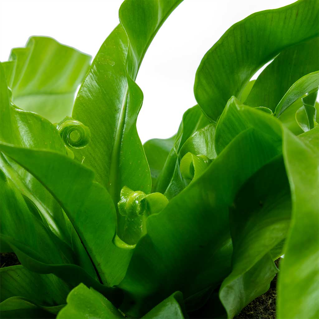 Asplenium Hurricane - Twisted Bird's Nest Fern - New Fronds