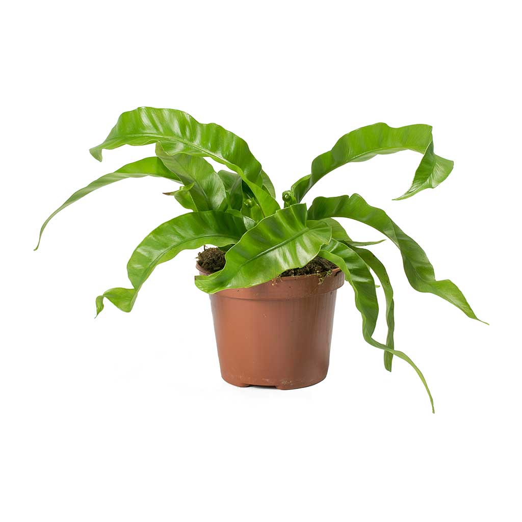 Asplenium Hurricane - Twisted Bird's Nest Fern