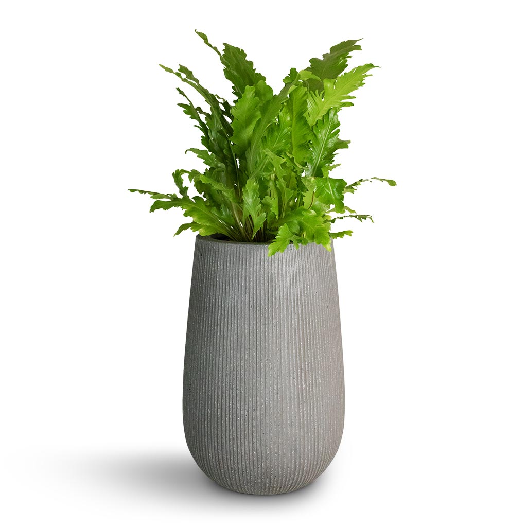 Asplenium nidus Campio - Champion's Bird's Nest Fern & Patt High Plant Vase - Ridged Dark Grey