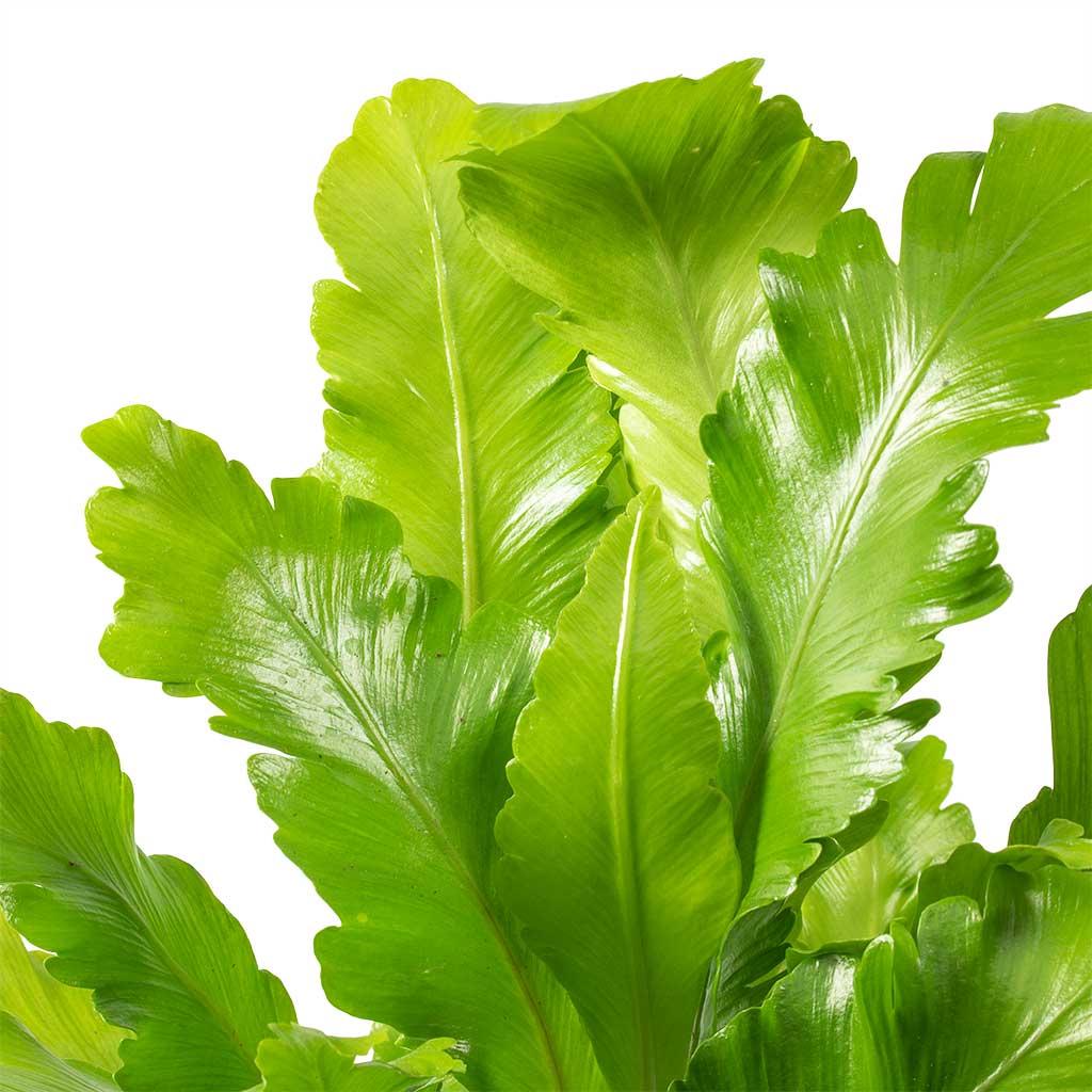Asplenium nidus Campio - Champion's Bird's Nest Fern Leaves