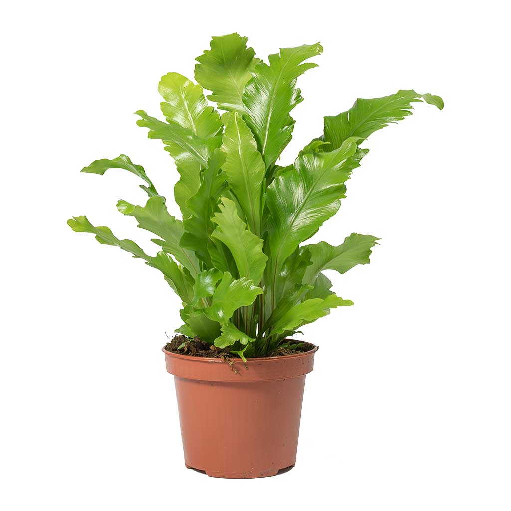 Asplenium nidus Campio - Champion's Bird's Nest Fern