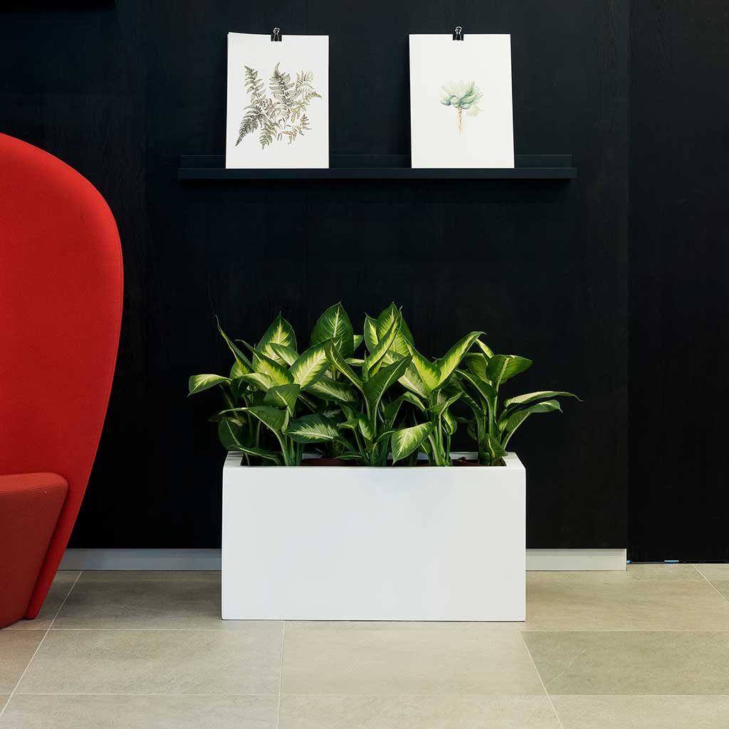 Balcony Planter - Matt White & Dieffenbachia