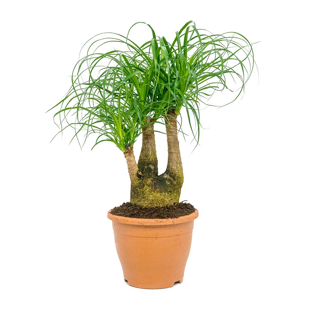 Beaucarnea - Pony Tail Palm - Branched - 60cm