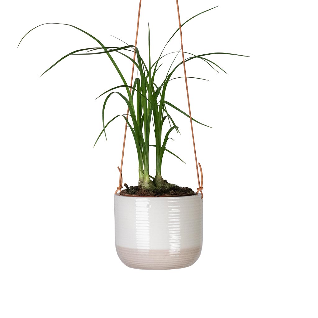Beaucarnea - Pony Tail Palm - Head & Ripple Hanging Indoor Pot