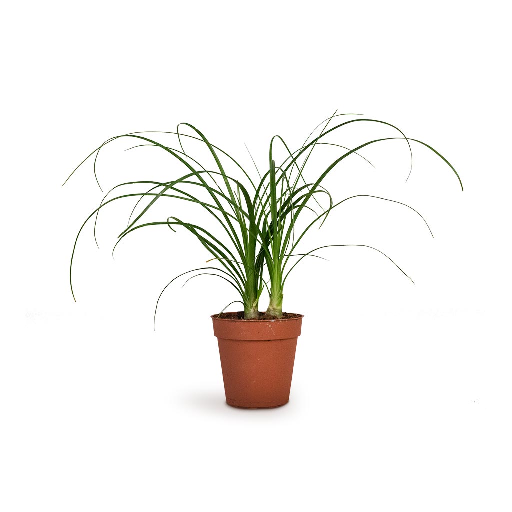 Beaucarnea - Pony Tail Palm - Head