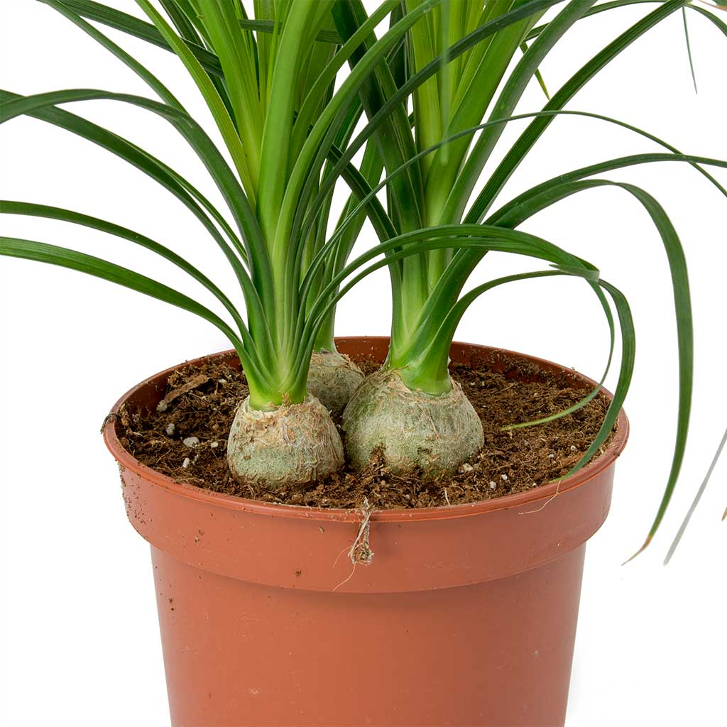 Beaucarnea - Pony Tail Palm Roots