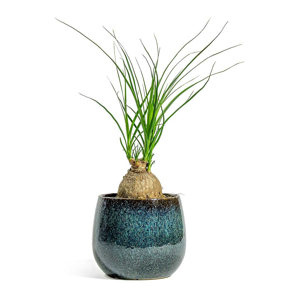 Beaucarnea Pony Tail Palm Orb & Odile Plant Pot Petrol