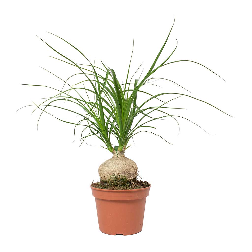 Beaucarnea - Pony Tail Palm - Orb