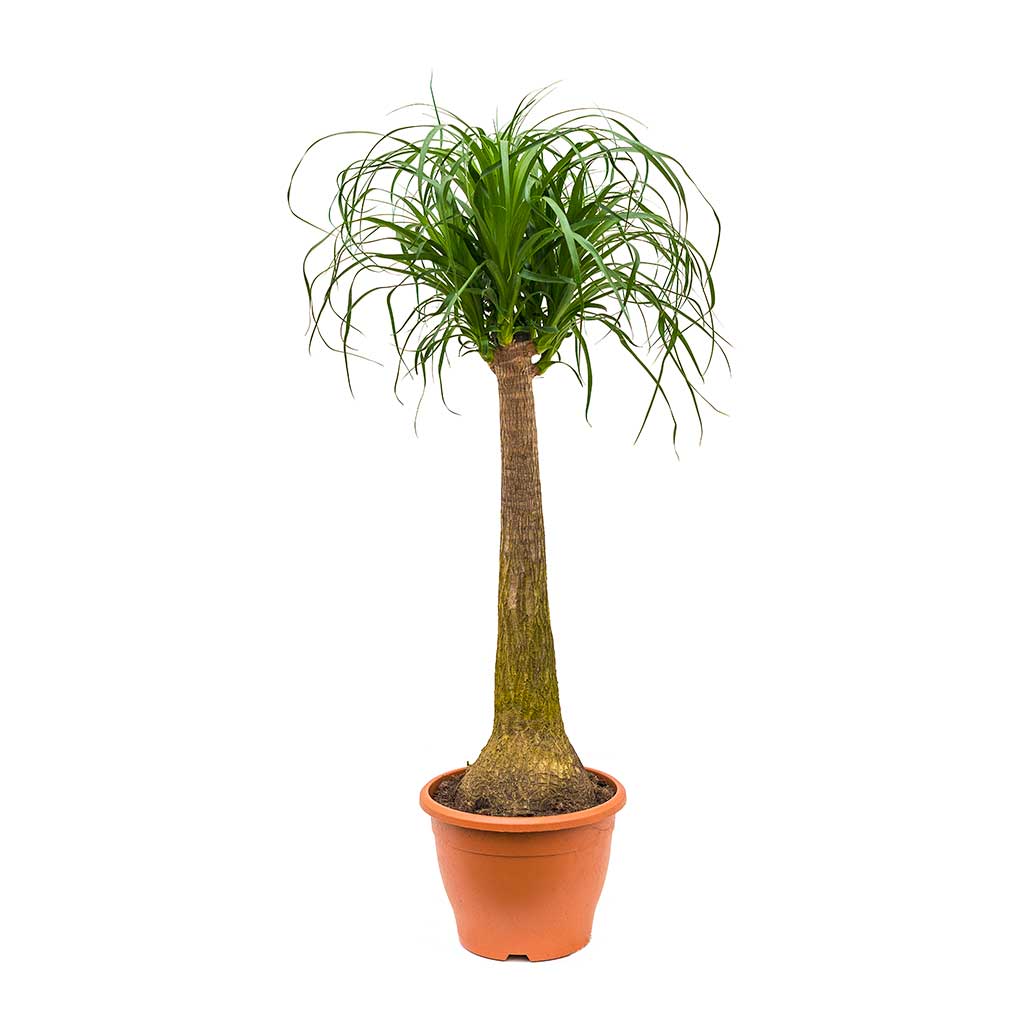 Beaucarnea - Pony Tail Palm - Single Stem 100cm