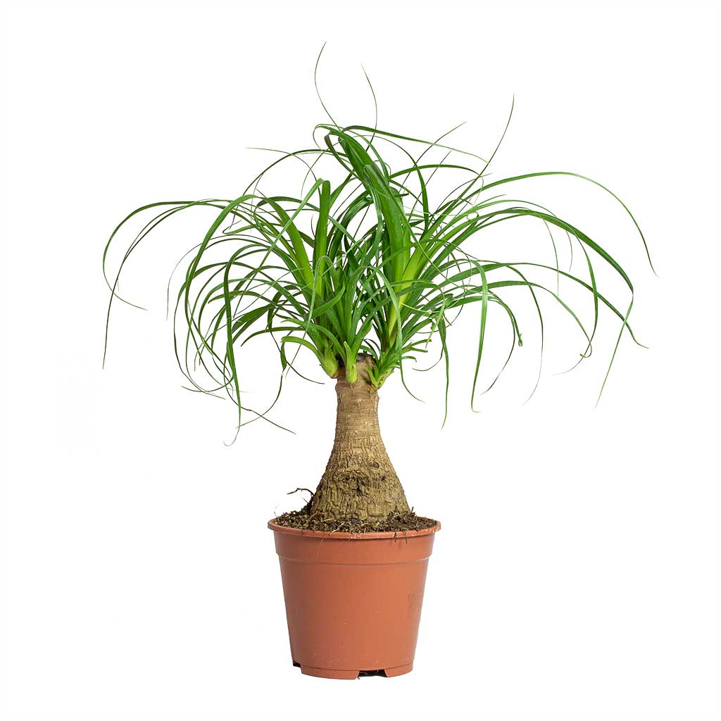 Beaucarnea - Pony Tail Palm - Single Stem 14x35cm