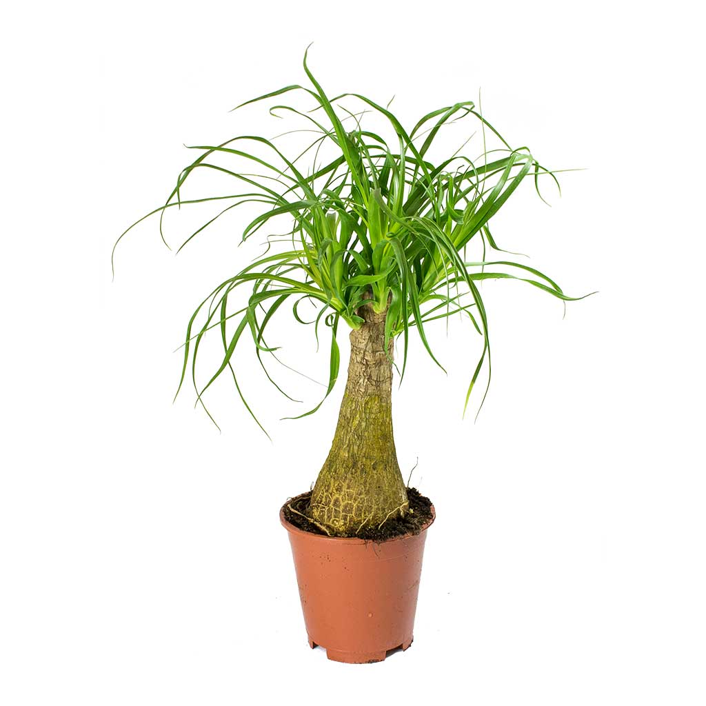 Beaucarnea - Pony Tail Palm - Single Stem 45cm