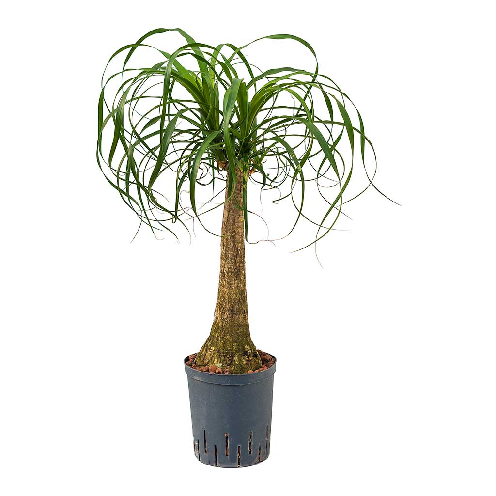 Beaucarnea Pony Tail Palm Single Stem Hydroculture Indoor Plant Large