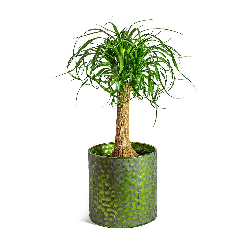 Beaucarnea Pony Tail Palm Single Stem & Jiro Metal Plant Pots Set of 6 - Green